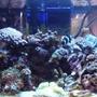 999 gallons reef tank (mostly live coral and fish) - 10 gallon nano reef