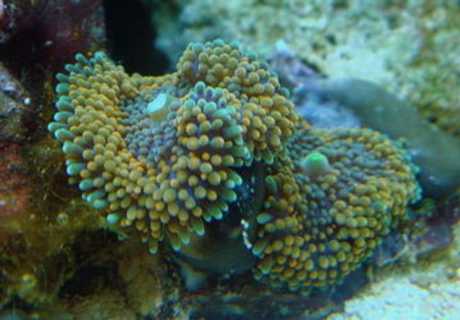 corals inverts - ricordea florida - ricordea mushroom stocking in 999 gallons tank - ricordea florida