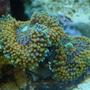 corals inverts - ricordea florida - ricordea mushroom stocking in 999 gallons tank - ricordea florida
