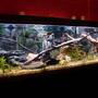 125 gallons freshwater fish tank (mostly fish and non-living decorations) - My 125g Cichlid tank