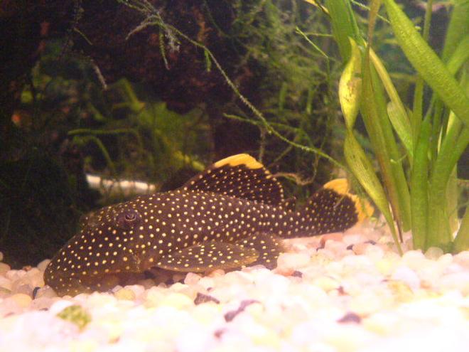 freshwater fish - baryancistrus sp. - gold nugget pleco (l-18) stocking in 200 gallons tank - my golden nugget pleco