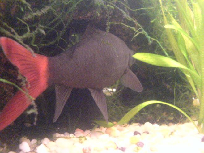 freshwater fish - epalzeorhynchos bicolor - redtail shark stocking in 200 gallons tank - my red tail shark