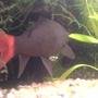 freshwater fish - epalzeorhynchos bicolor - redtail shark stocking in 200 gallons tank - my red tail shark