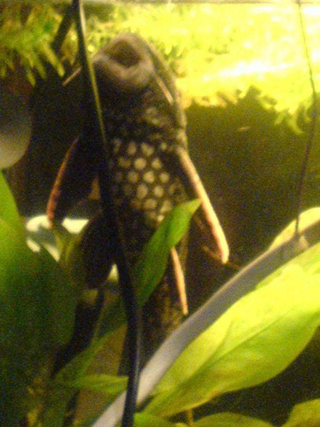 freshwater fish - hypostomus plecostomus - common pleco stocking in 200 gallons tank - my common pleco