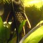 freshwater fish - hypostomus plecostomus - common pleco stocking in 200 gallons tank - my common pleco