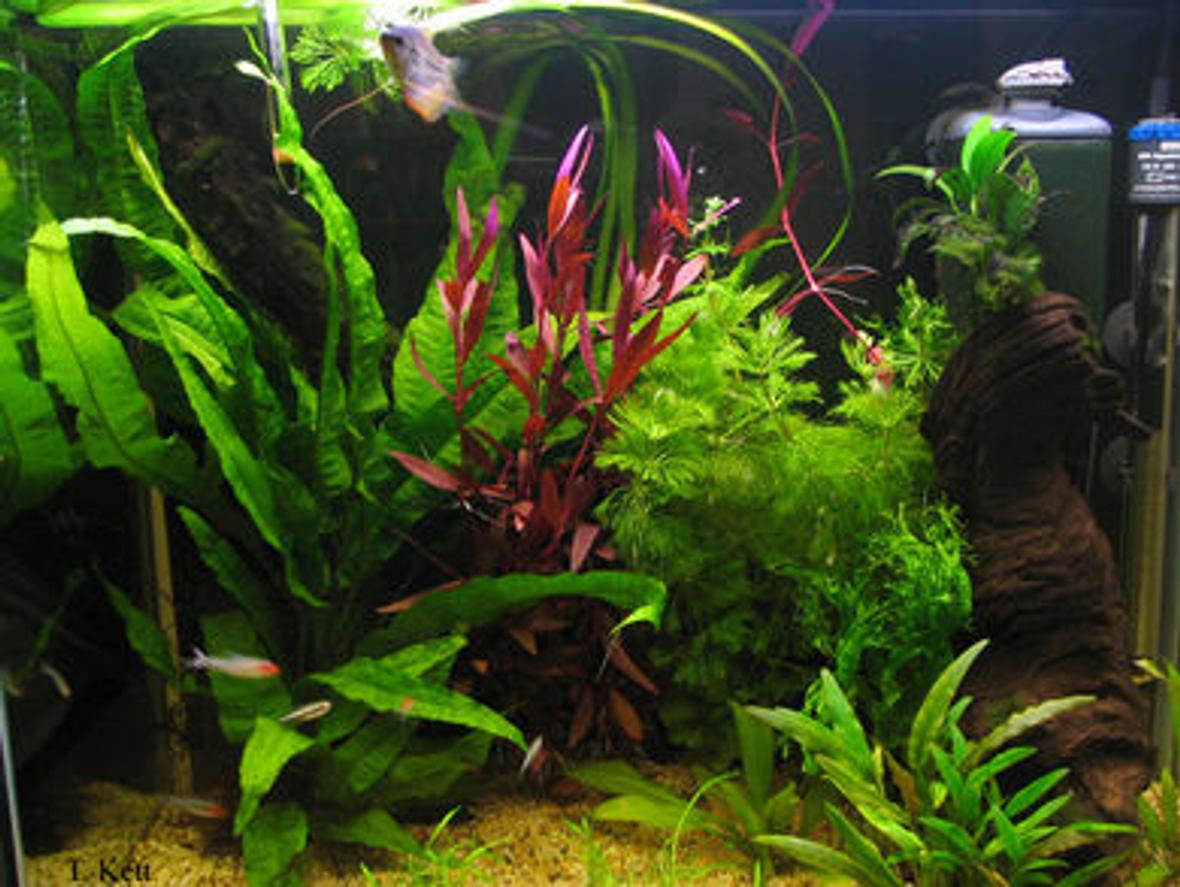 25 gallons planted tank (mostly live plants and fish) - My tank currently