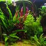25 gallons planted tank (mostly live plants and fish) - My tank currently