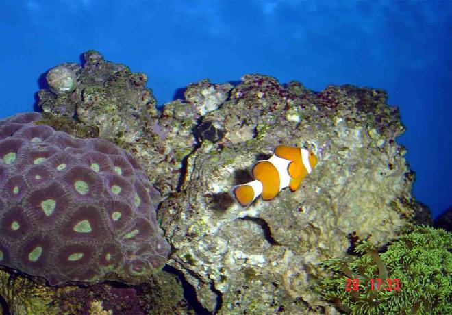 saltwater fish - amphiprion ocellaris - ocellaris clownfish stocking in 185 gallons tank - progress pics