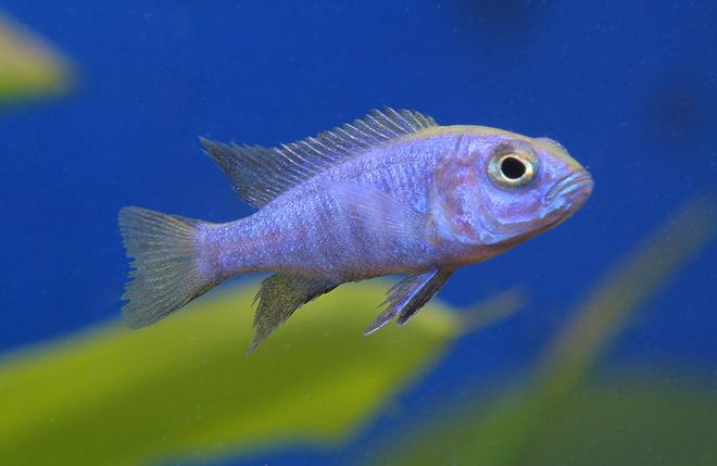 freshwater fish - aulonocara stuartgranti - peacock cichlid stocking in 45 gallons tank - A new african cichlid