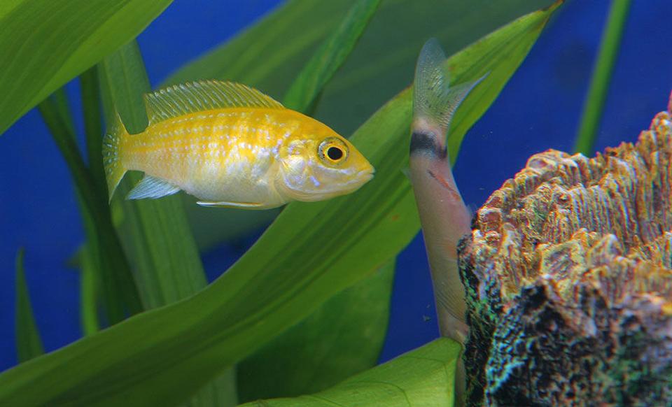 freshwater fish - botia morleti - skunk botia loach stocking in 45 gallons tank - african cichlid chasing a skunk loach