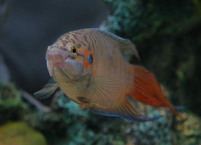 freshwater fish - macropodus opercularis - blue paradise stocking in 45 gallons tank - Red paradised gourami