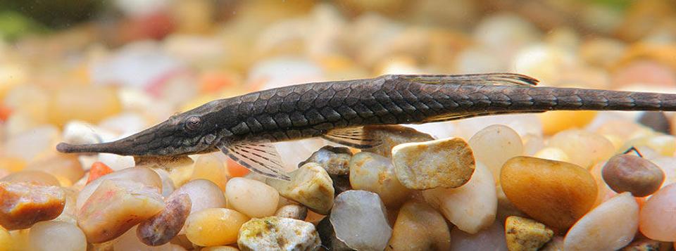freshwater fish - farlowella gracilis - whiptail cat stocking in 45 gallons tank - Farlowella  catfish