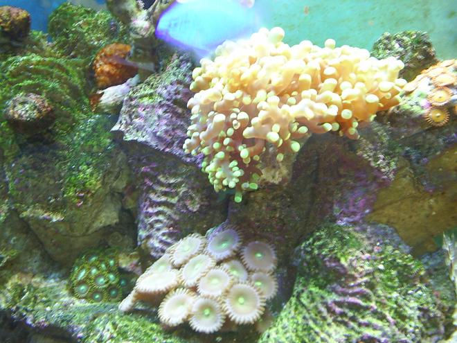 corals inverts - euphyllia paradivisa - frogspawn coral stocking in 30 gallons tank - Frogspawn
Zoo's