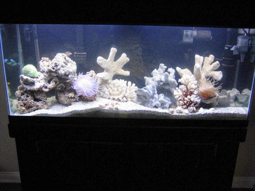 Rated #203: 60 Gallons Reef Tank - JUST ANOTHER VEIW !