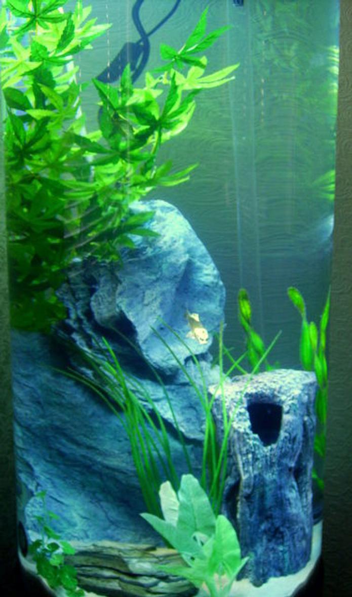 Rated #181: 36 Gallons Planted Tank - this is my 36 gallon circular tank.
sand bed with silk/plastic plant due to the fact that i haven't mastered how to get my Inspector Gadget arms to work! was hard work lowering the rocks and planting it out with just an extended BBQ tong!  the tank being 5.5 foot tall im glad of my step ladders!