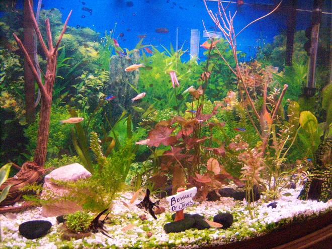 46 gallons freshwater fish tank (mostly fish and non-living decorations) - this is my 46 gallon bowed planted tank about 3-4 weeks old.diy co2 injected, liquid fertilizer, weekly 50% water change,100 watt lighting system,comunaty tank