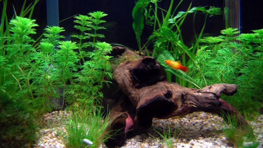 Rated #107: Planted Tank - 65 litre tank, mainly platies