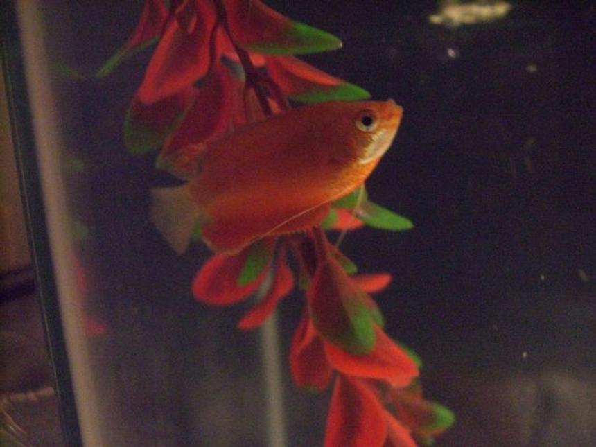 Rated #2029: Freshwater Fish - Colisa Chuna - Honey Dwarf Gourami Stocking In 10 Gallons Tank - Honey gouramy