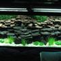 125 gallons freshwater fish tank (mostly fish and non-living decorations) - Work in progress