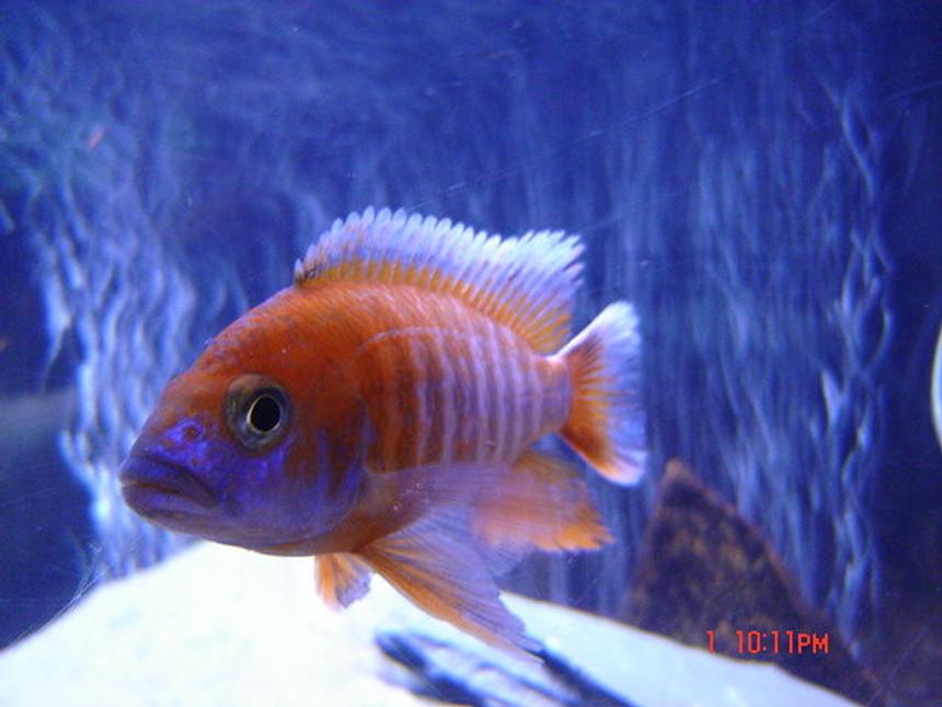 Rated #46: Freshwater Fish - Aulonocara Jacobfreibergi - Eureka Red Stocking In 65 Gallons Tank - RED PEACOCK