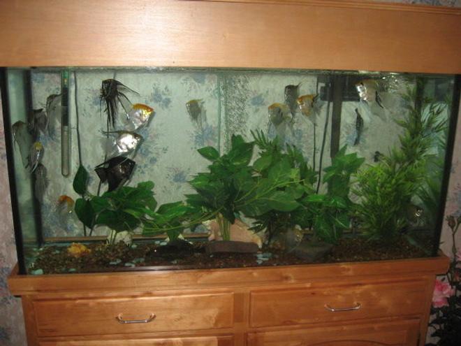 60 gallons freshwater fish tank (mostly fish and non-living decorations) - 60 g Natural oak set up,