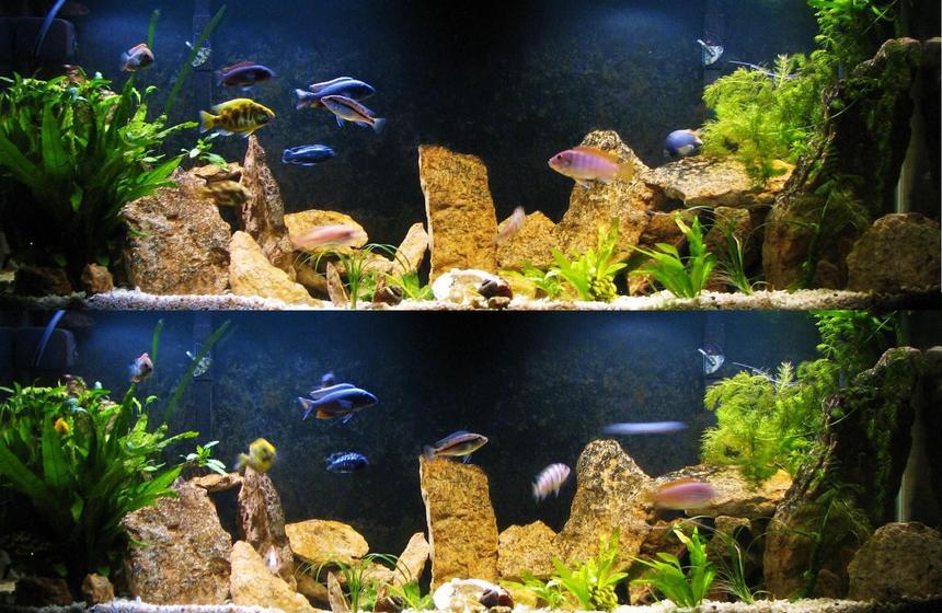 Rated #92: 55 Gallons Freshwater Fish Tank - newest arrangement in our 55gal planted African Cichlid tank