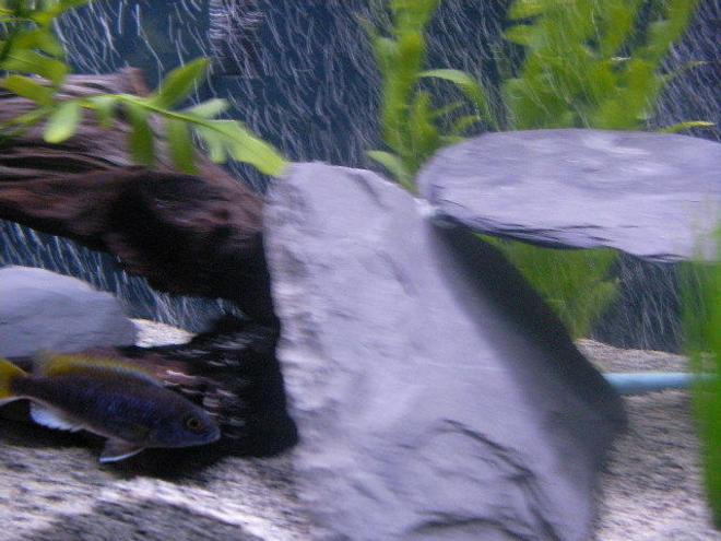 freshwater fish - pseudotropheus acei - acei cichlid stocking in 55 gallons tank - dark purple cichlid