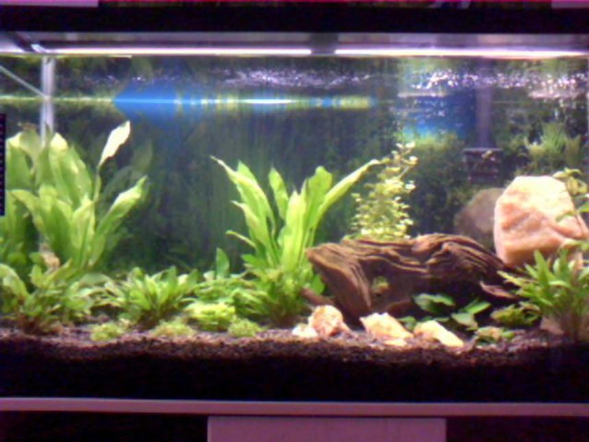 Rated #158: 40 Gallons Planted Tank - My second tank, its my favourite. I have a hea;thy supply of plants and a large fish base to support the plants. The goal for this tank was to give as much of a natural look as possible.
