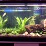 40 gallons planted tank (mostly live plants and fish) - My second tank, its my favourite. I have a hea;thy supply of plants and a large fish base to support the plants. The goal for this tank was to give as much of a natural look as possible.