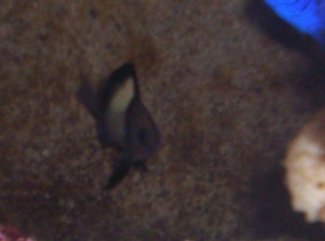 saltwater fish - dascyllus marginatus - half moon damselfish stocking in 40 gallons tank - my 1 day old (for me) half-moon damsel