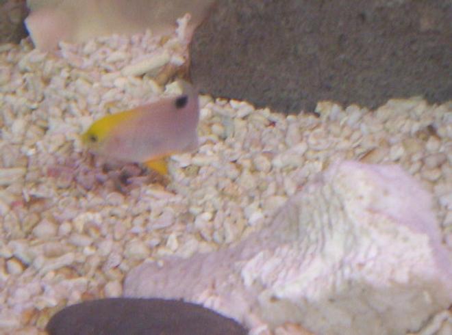 saltwater fish - chrysiptera talboti - talbot's damselfish stocking in 40 gallons tank - unknown species of damsel and if any body knows what it is leave a comment