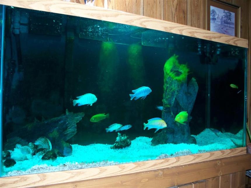 Rated #1880: Freshwater Fish - Metriaclima Callainos - Cobalt Blue Zebra Cichlid Stocking In 90 Gallons Tank - 90 gal.