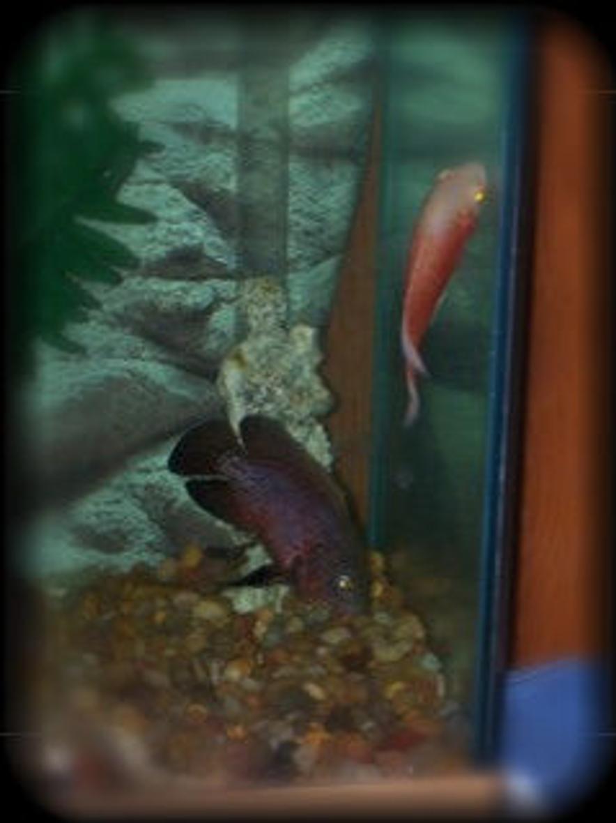 freshwater fish stocking in 55 gallons tank - Melvin & Ruby