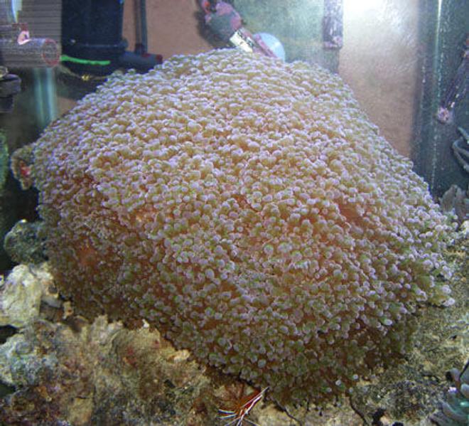 corals inverts - euphyllia paradivisa - frogspawn coral stocking in 90 gallons tank - Frogspawn