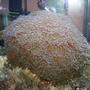 corals inverts - euphyllia paradivisa - frogspawn coral stocking in 90 gallons tank - Frogspawn