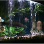 45 gallons freshwater fish tank (mostly fish and non-living decorations) - lil active this morn