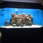 150 gallons reef tank (mostly live coral and fish) - my new 150 hex