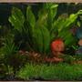 125 gallons planted tank (mostly live plants and fish) - a grown up picture of my tank, things getting to a point where they are just doing what they want with out much encouragement from me, other than regular feedings, co2, r/o water changes with added nutrients and supplements to keep trace elements in the tank for the plants and the fish. using peat moss in my canister filter along with a peat nylon bag buried in the back so it can't be seen, as an additive for the plants as well as a ph controller. hope you enjoy the newer look as much as i do, i can't wait for the micro grass carpet to finish growing across the front of the tank, once it does i am going to have to start moving plants to the 55 gallon and get that setup as all live plants with more discus and a large school of cardinal tetra along with about thirty or forty ghost shrimp.