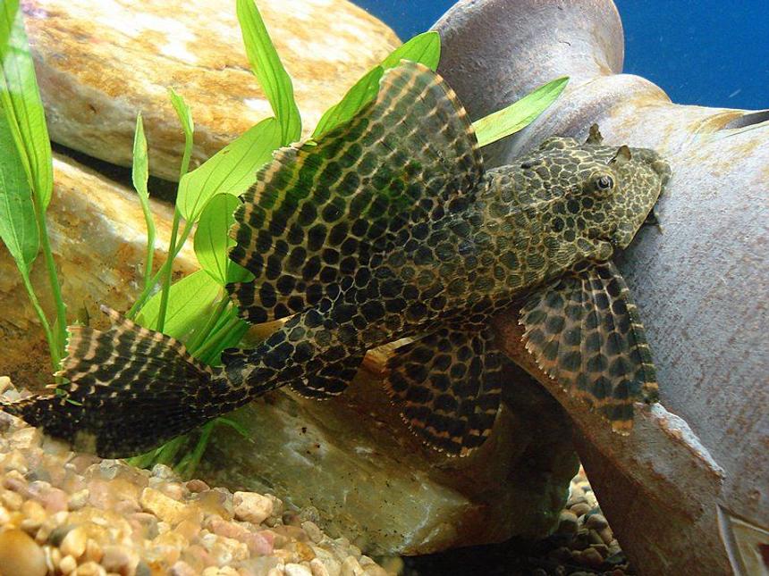 Rated #16: Freshwater Fish - Hypostomus Punctatus - Trinidad Pleco Stocking In 75 Gallons Tank - 8" spotted Pleco strutting like a Peacock...