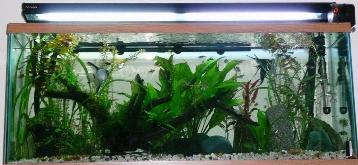 65 gallons planted tank (mostly live plants and fish) - Sort of an amazon based theme