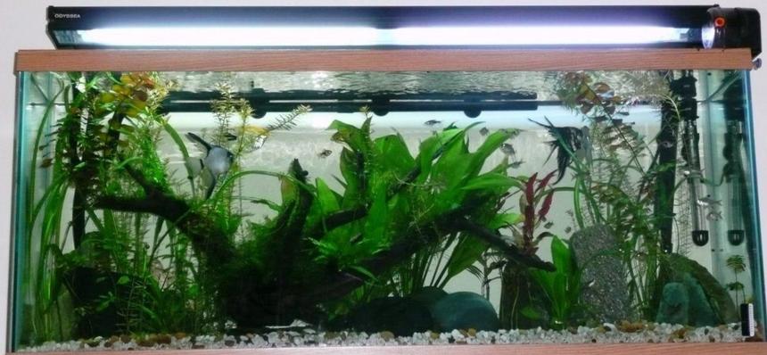 Rated #195: 65 Gallons Planted Tank - Sort of an amazon based theme