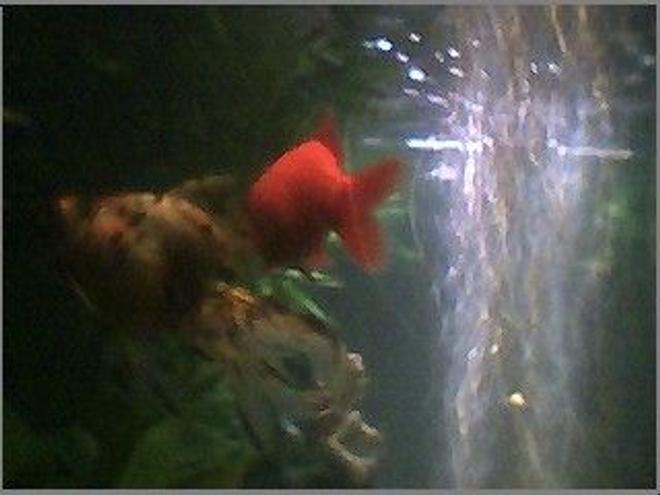 freshwater fish - carassius auratus - fantail goldfish stocking in 45 gallons tank - my two gold fish