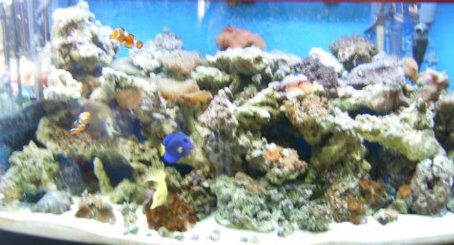 72 gallons reef tank (mostly live coral and fish) - 72g reef tank with 10 fish. 
Striped Mushrooms,Ricordea's, Zoo's,Frogspawn,GSP

Purple tang,brown tang, yellow tang, blue hippo tang, 4-line wrasse, 2 mated clowns,1 onyx perc,1 reg perc, 1 diamond back goby, 1 large green brittle starfish,1 fireshrimp, 1 scooter dragonet