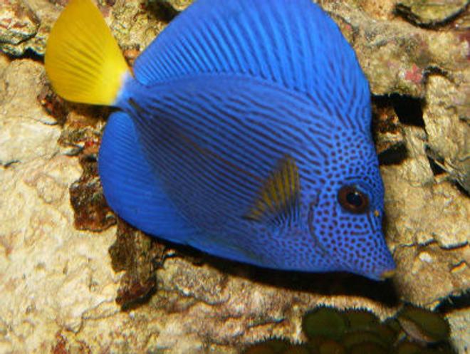 saltwater fish - zebrasoma xanthurum - purple tang stocking in 72 gallons tank - My purple tang swimming about.