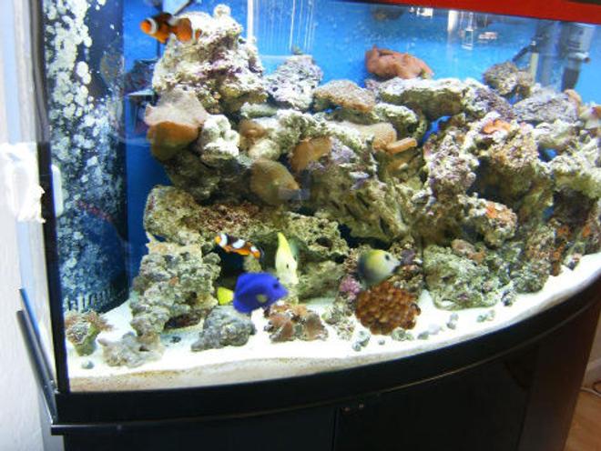 72 gallons saltwater fish tank (mostly fish, little/no live coral) - Antoher pic of my tank a little less blury