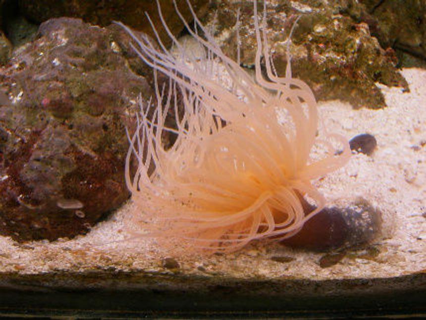 Rated #54: Corals Inverts - Cerianthus Membranacea - Tube Anemone Stocking In 72 Gallons Tank - Pink Tube Anemone