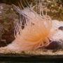 corals inverts - cerianthus membranacea - tube anemone stocking in 72 gallons tank - Pink Tube Anemone