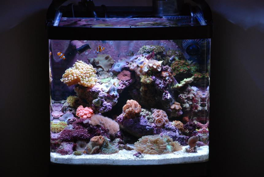 Rated #44: 14 Gallons Reef Tank - Full Tank Shot