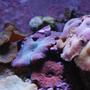 corals inverts - actinodiscus sp. - blue mushroom stocking in 14 gallons tank - Close Up 2