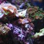 corals inverts - zoanthus sp. - eagle eye zoanthids stocking in 14 gallons tank - Close up 3